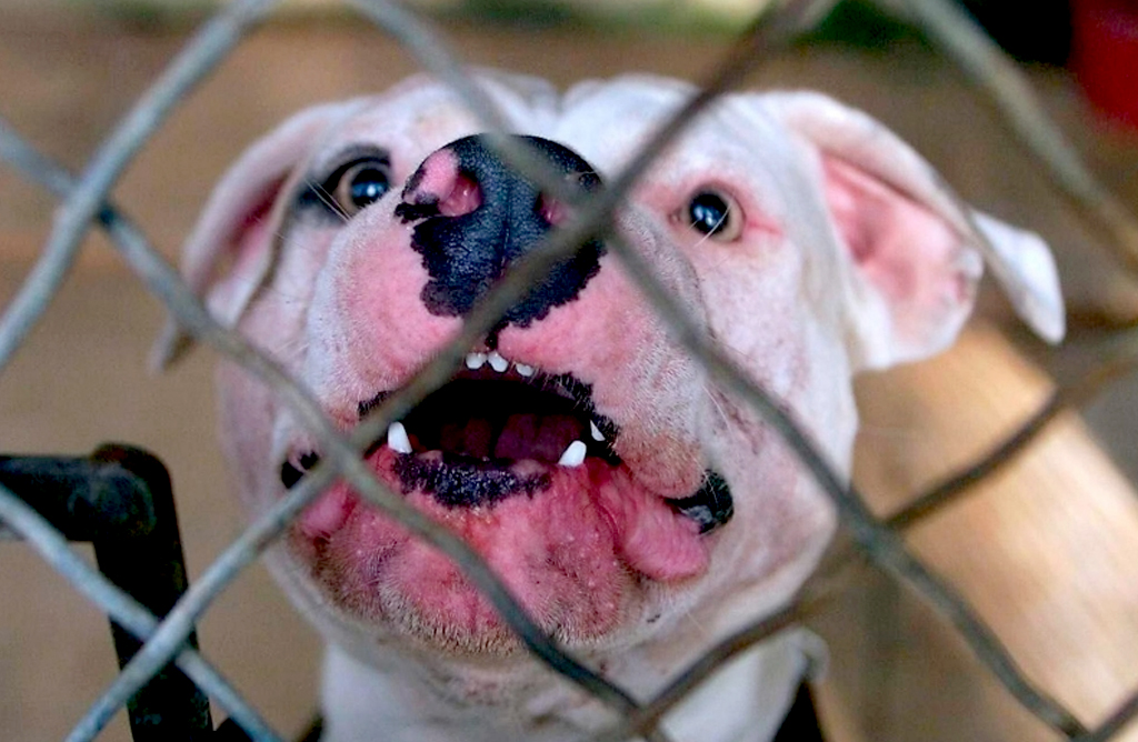 En lo que va de ao se han tramitado 10 expedientes de licencia para la tenencia de animales potencialmente peligrosos